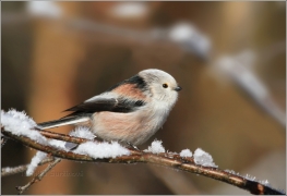 <p>MLYNAŘÍK DLOUHOOCASÝ (Aegithalos caudatus) Šluknovsko /Long-tailed-tit - |Schwanzmeise/</p>